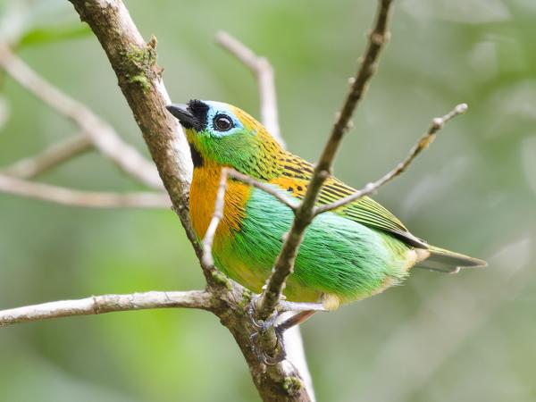 Oranjeborsttangare (Tangara desmaresti)